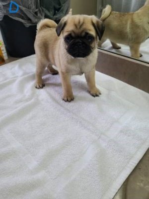 Pug puppies for sale Florida