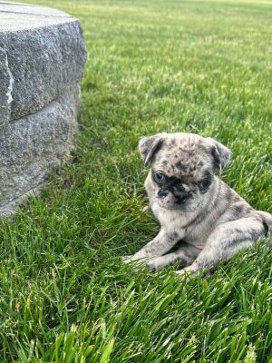Merle Pug Puppy for adoption