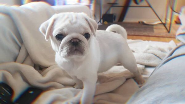 Pug puppies for sale near me