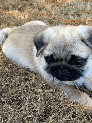 pug puppies for sale in pa