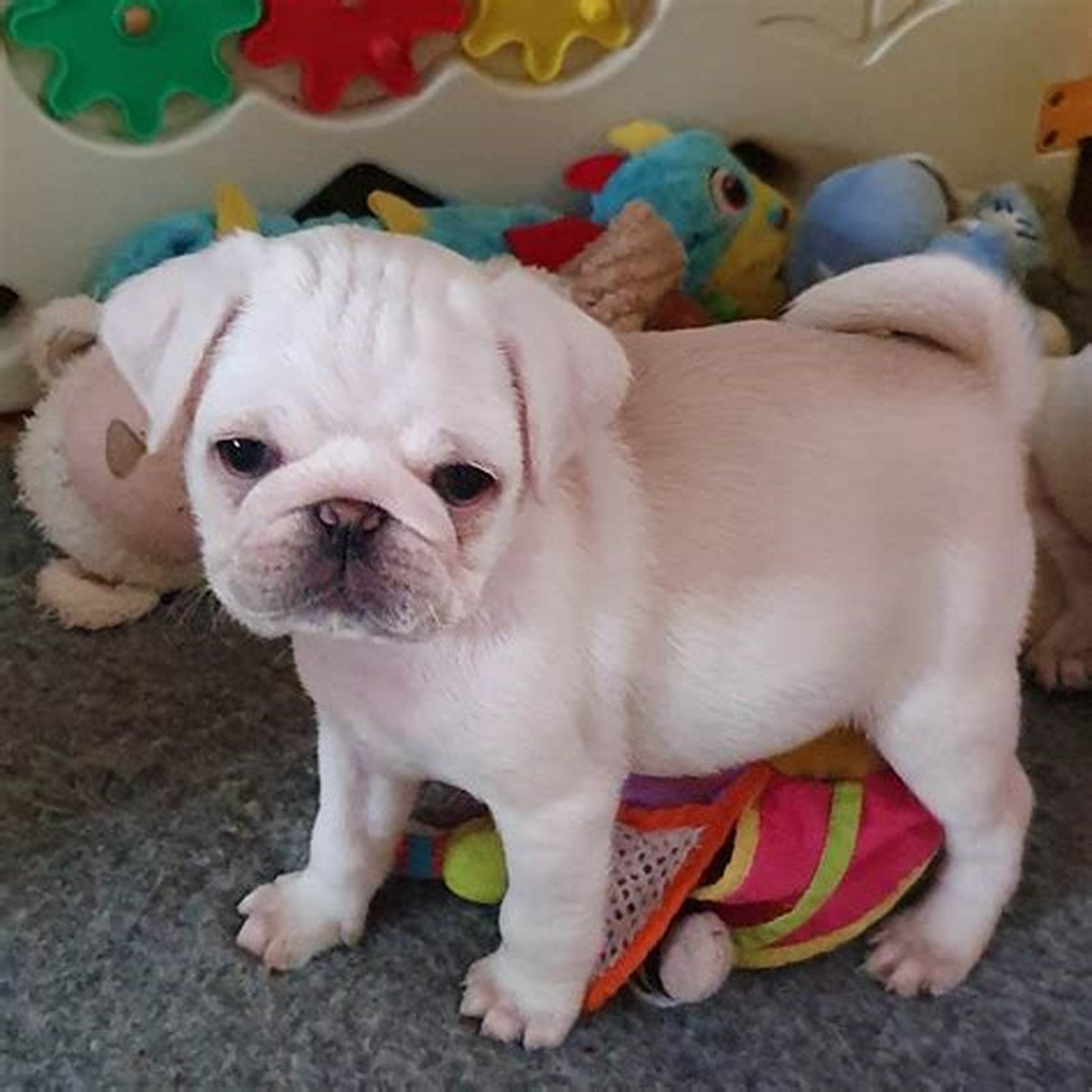 pugs puppies for sale